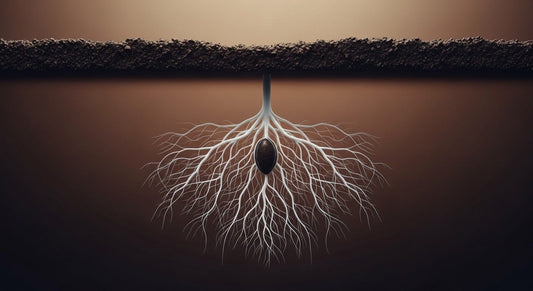 The Quiet Underground: Why Clarity Grows Best in the Dark - Abide and Reflect